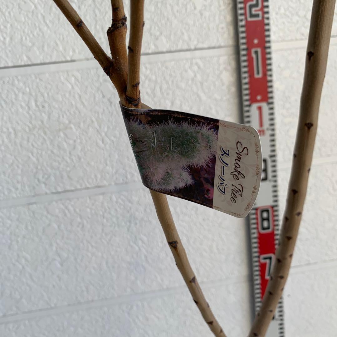 スモークツリー　スノーパフ　雌株　煙の木　苗木　花木　60