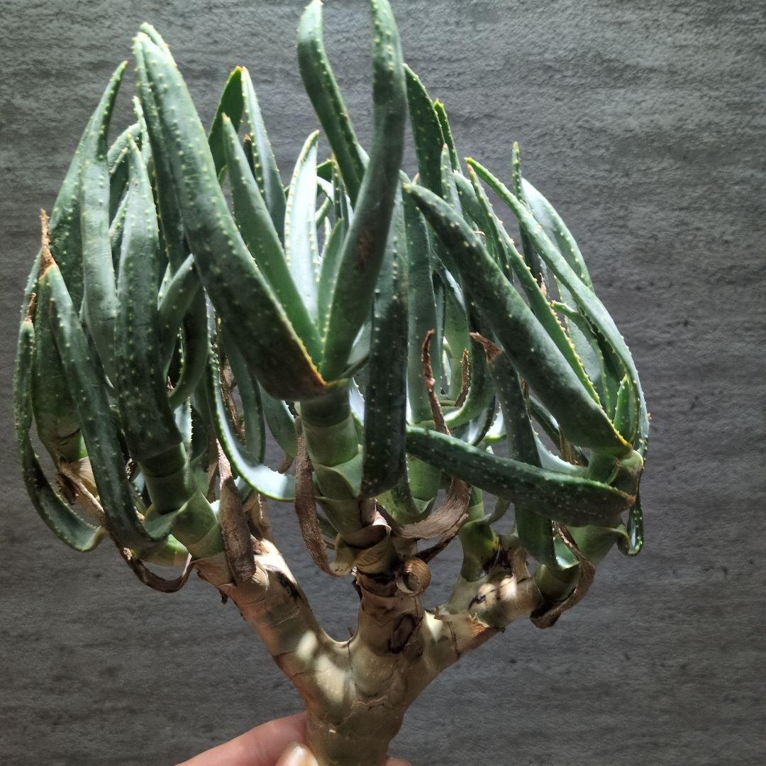 P*a様 アロエ　ラモシシマ 特大株　珍奇植物　塊根植物　コーデックス　多肉植物