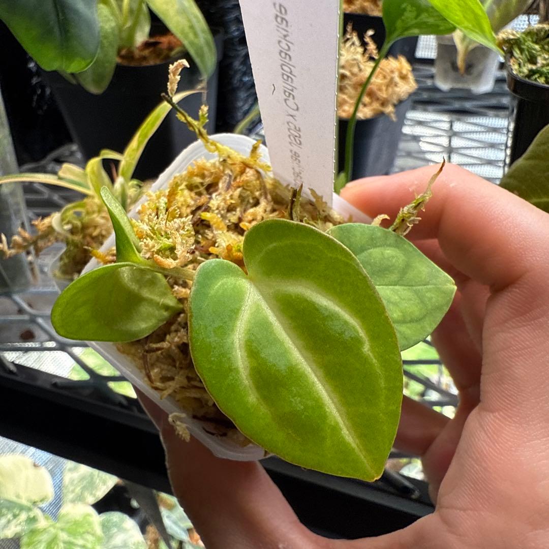 アンスリウム Carlablackiae JS05 & JS07