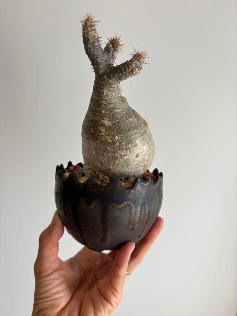 ⭐︎のりあやいいふうふ★グラキリス　現地球　発根済　作家鉢付