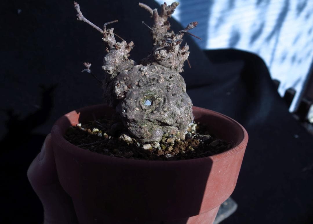 五葉あけび　アケビ　太幹　小品盆栽