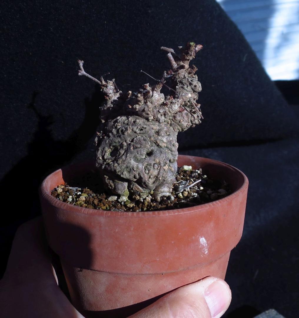 五葉あけび　アケビ　太幹　小品盆栽