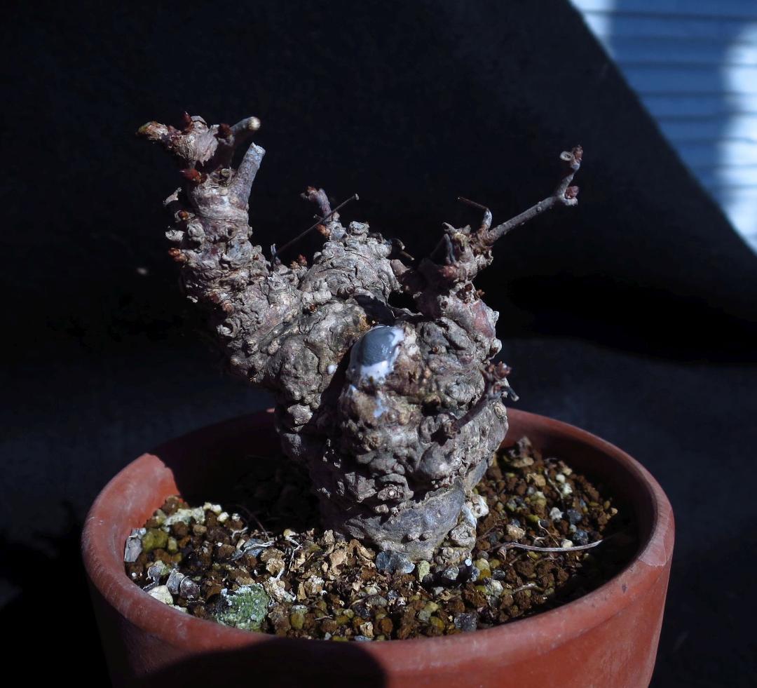 五葉あけび　アケビ　太幹　小品盆栽