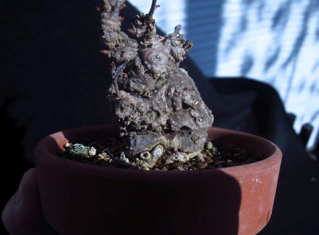 五葉あけび　アケビ　太幹　小品盆栽