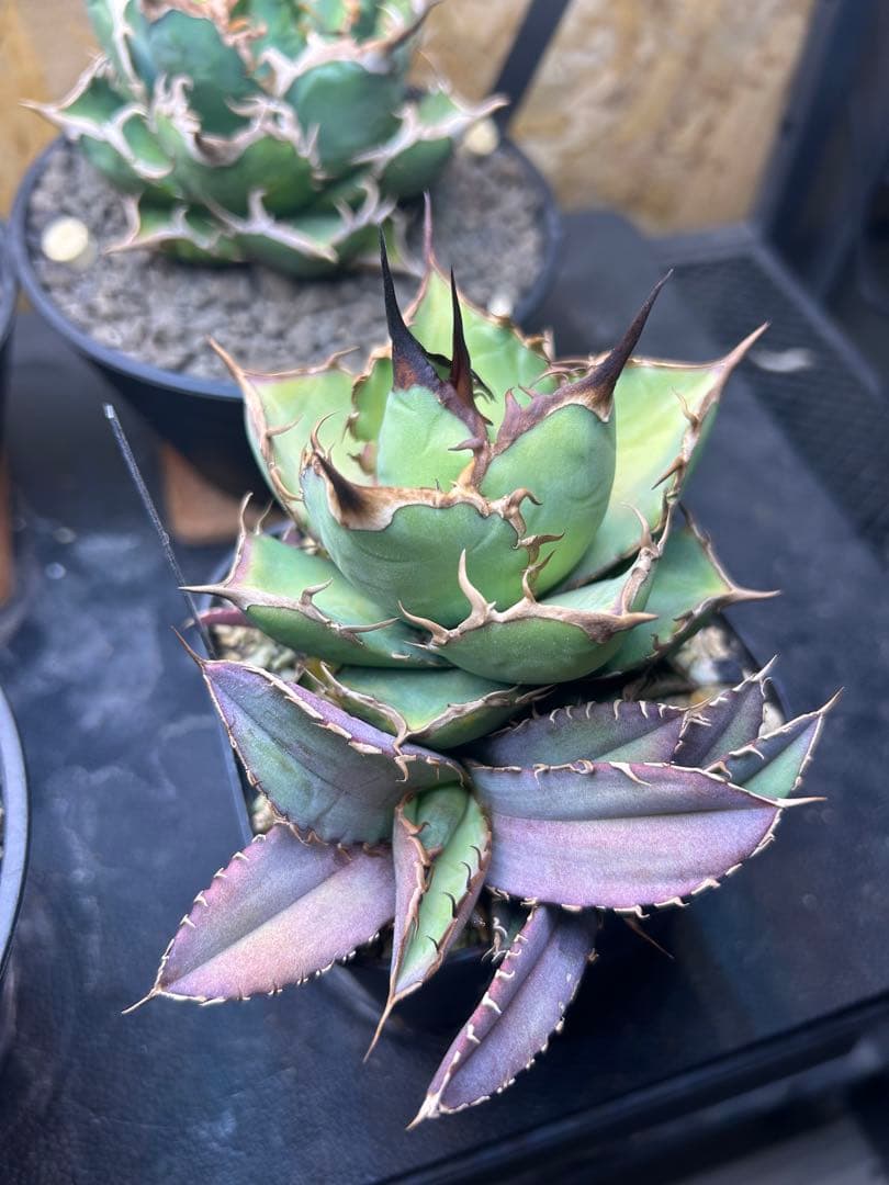 チタノタ　ノーネーム　コンパクタ　ボールタイプ　子株付き