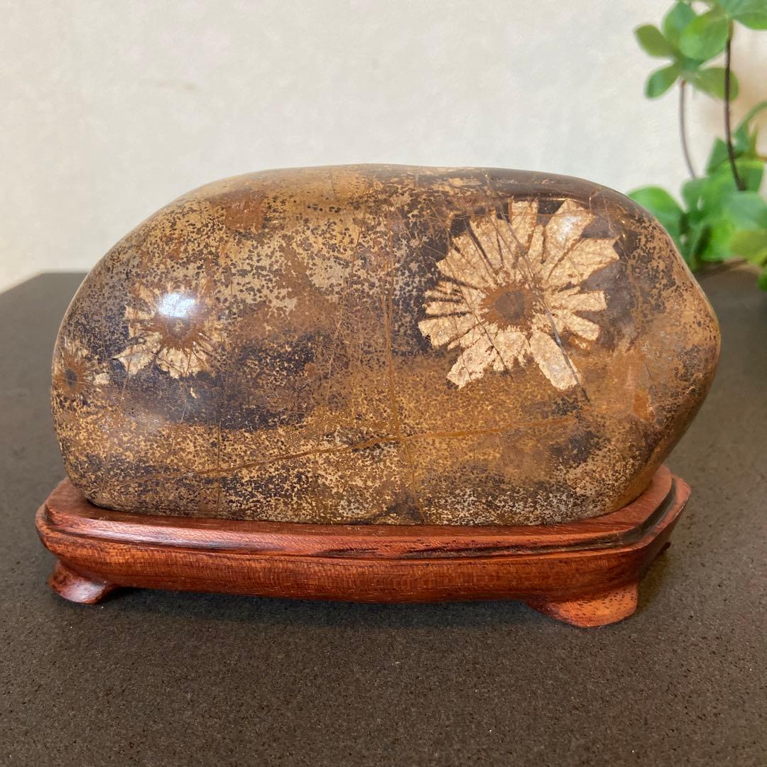 歳末フェア価格　ゴールドの世界　菊花石　★鑑賞石　菊花石　水石