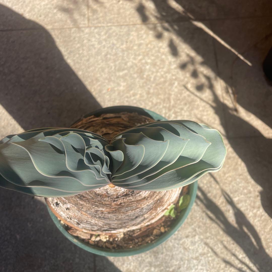 晴*様 ブーファン ハエマンソイデス