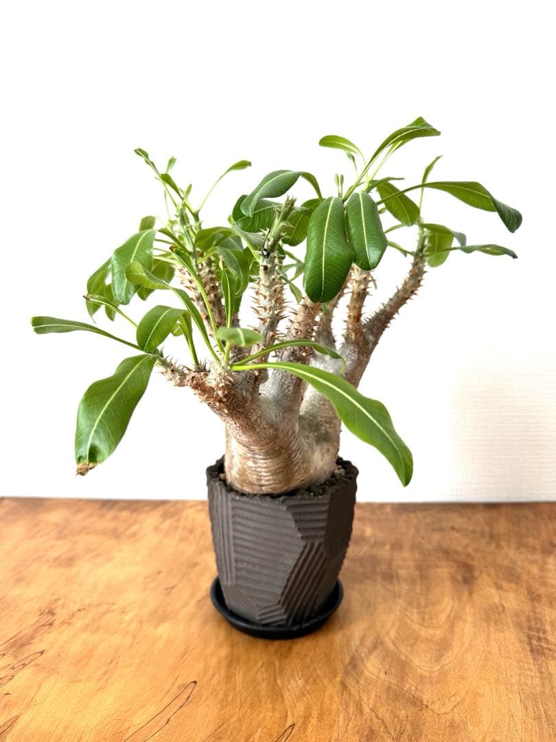 パキポディウム　エニグマ　大株　NEOSHIHO× BOTANIZE鉢　n/oh