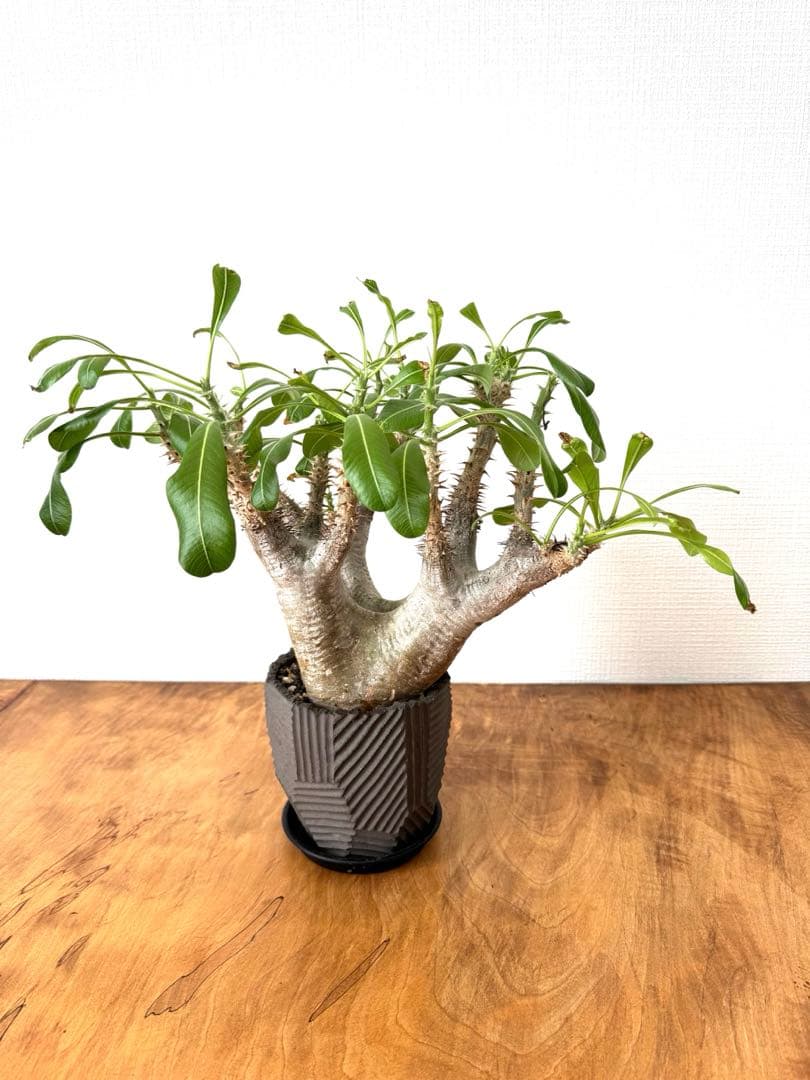 パキポディウム　エニグマ　大株　NEOSHIHO× BOTANIZE鉢　n/oh