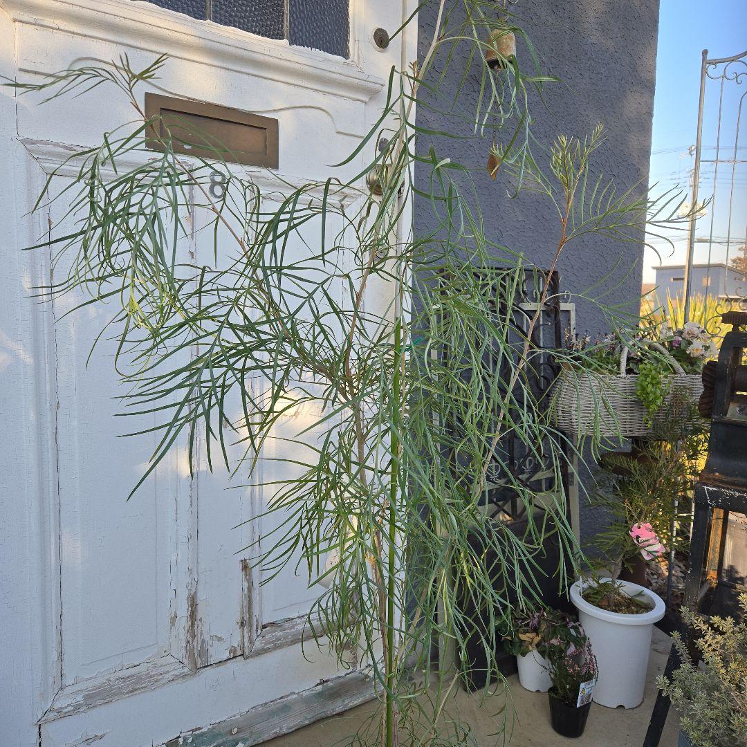 グレビレア　ピンクサプライズ　8号　特大苗木最高等級　希少品種