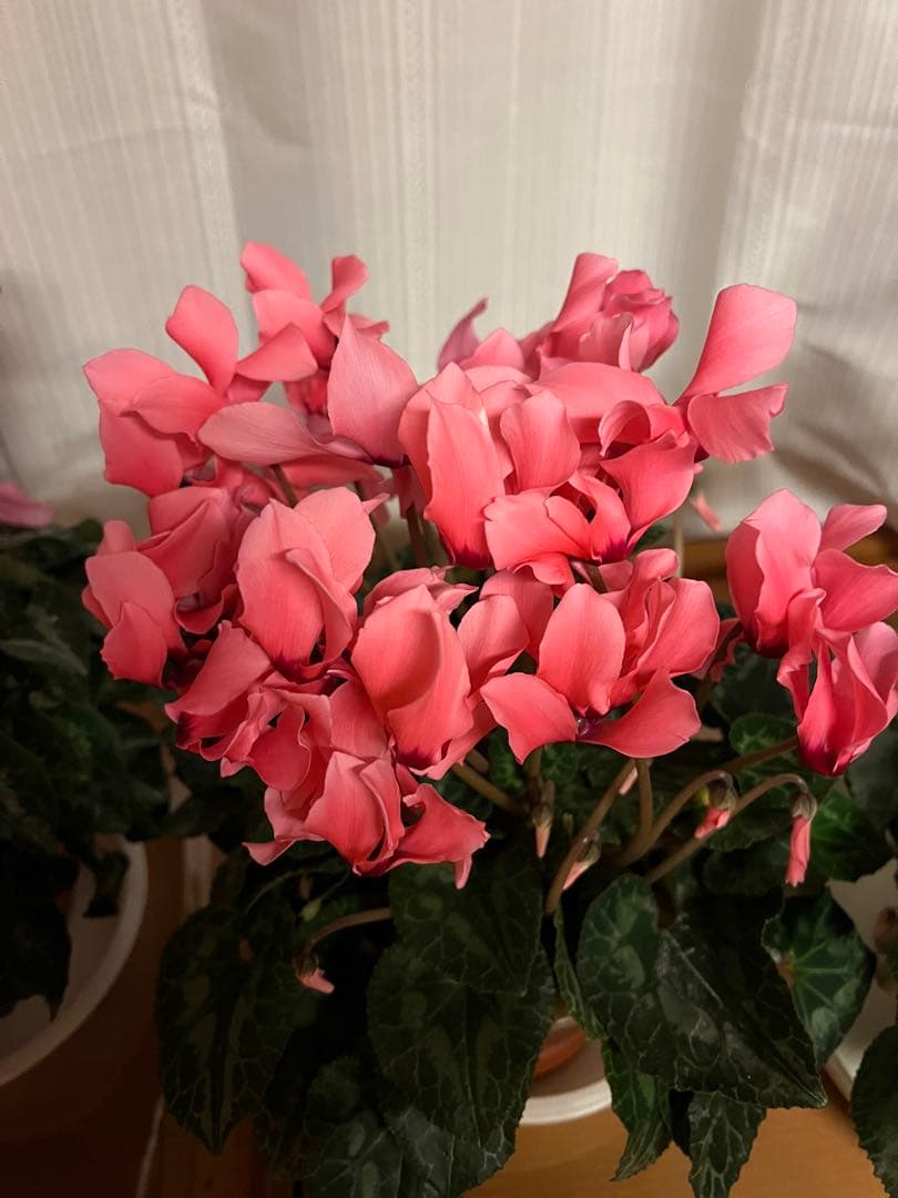 Apple iPhone 13 Pro Max シルバー 本体(中古)