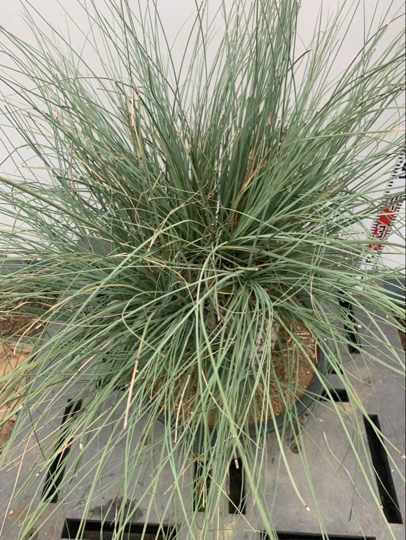 カリバナス　フーケリー