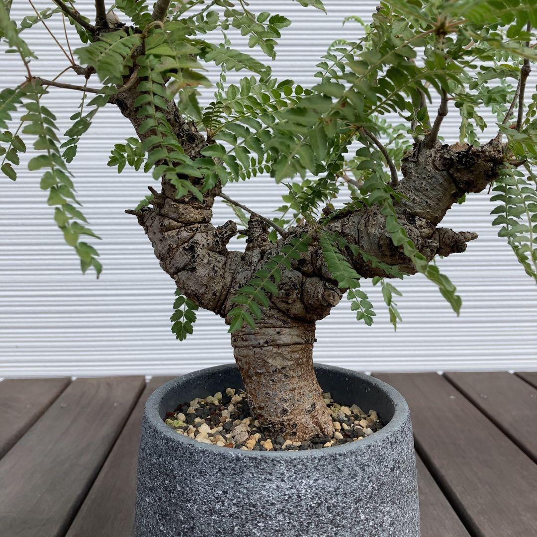 特大　ボスウェリアネグレクタ　現地球