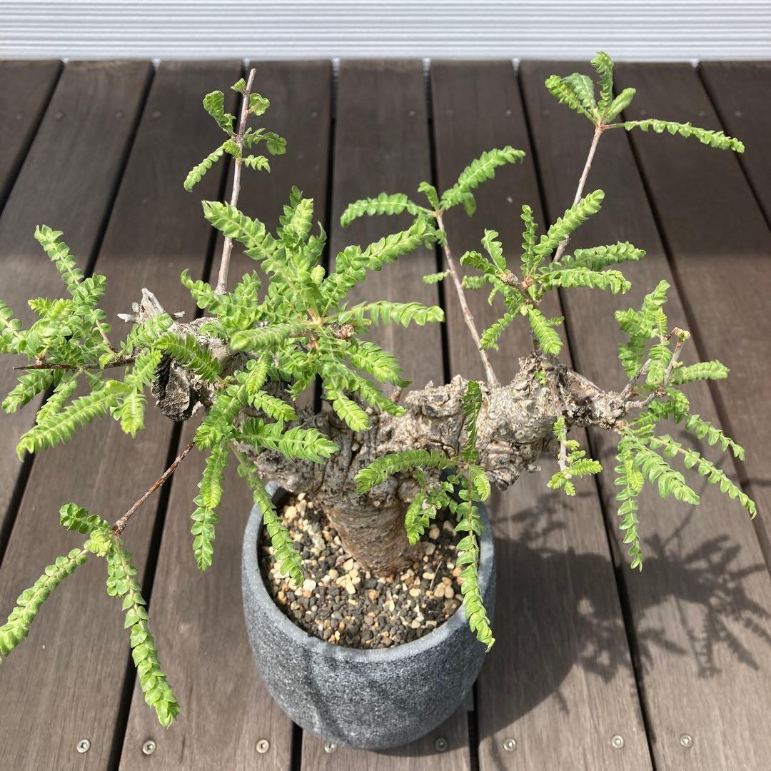 特大　ボスウェリアネグレクタ　現地球