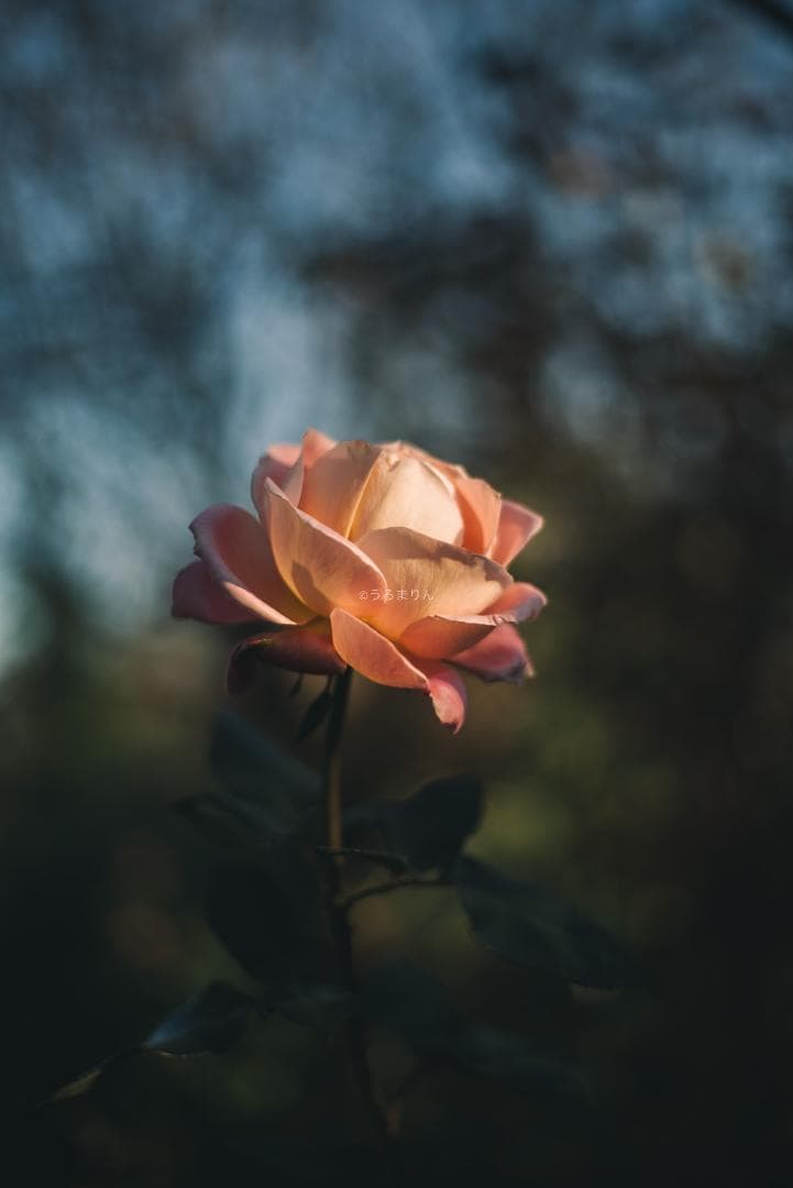 光学美品！隠れた銘玉！CONTAX Planar 50mm F1.7 AEJ