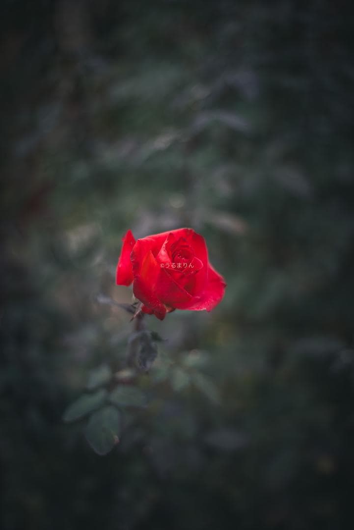 光学美品！隠れた銘玉！CONTAX Planar 50mm F1.7 AEJ