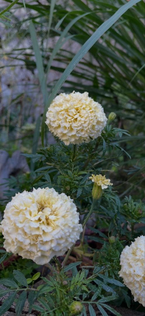 シロバナマリーゴールドの種　100粒ほど　¥430 やり取り専用です　コメントを