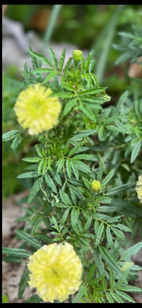 シロバナマリーゴールドの種　100粒ほど　¥430 やり取り専用です　コメントを