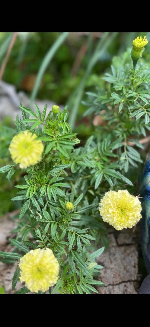 シロバナマリーゴールドの種　100粒ほど　¥430 やり取り専用です　コメントを