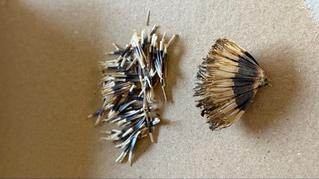 シロバナマリーゴールドの種　100粒ほど　¥430 やり取り専用です　コメントを