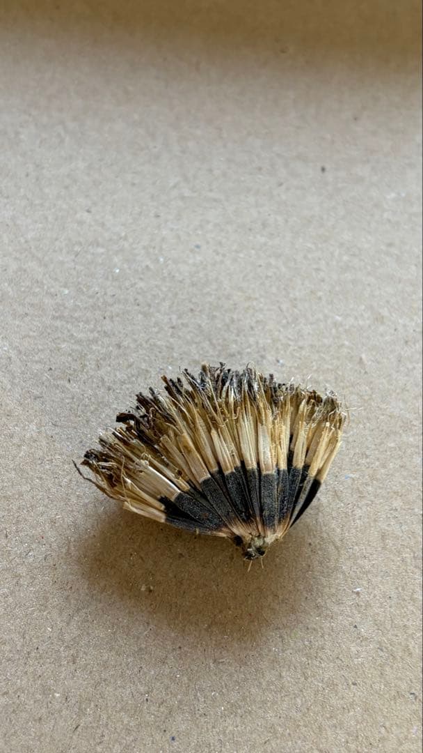 シロバナマリーゴールドの種　100粒ほど　¥430 やり取り専用です　コメントを