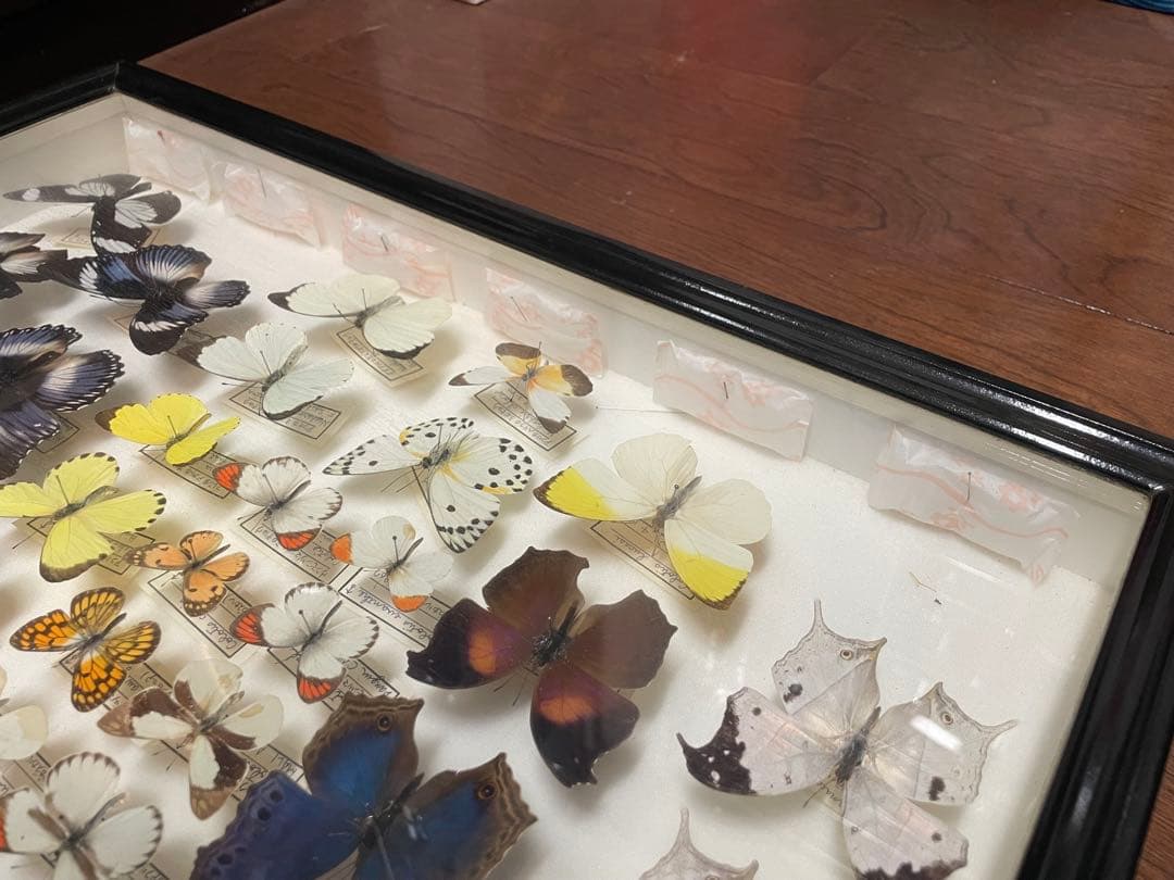 【蝶標本】ドルリーオオアゲハ他