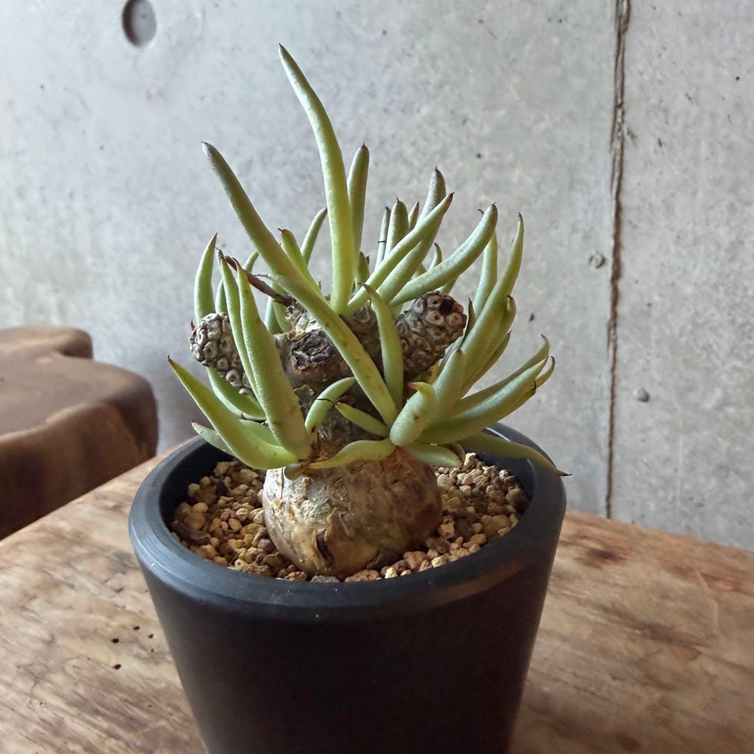 チレコドン ペアルソニー