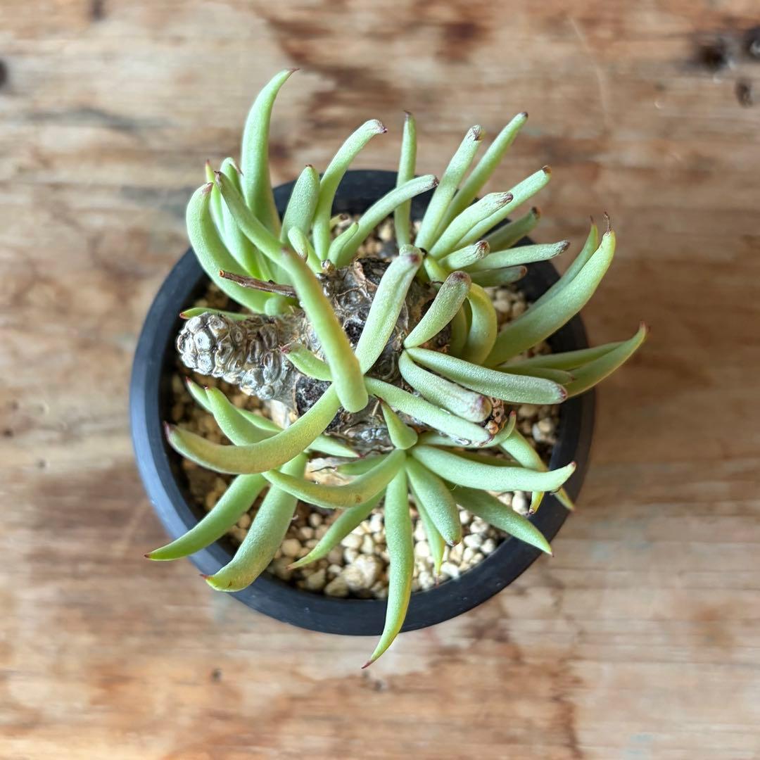 チレコドン ペアルソニー