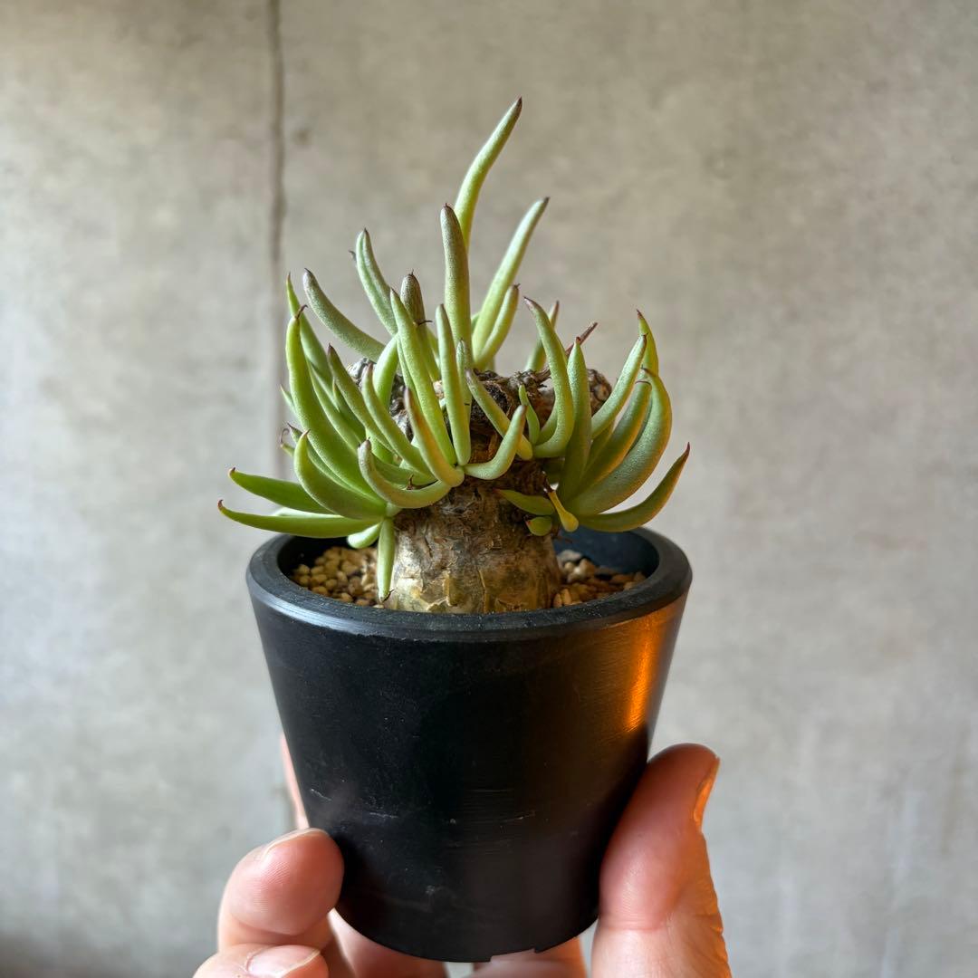 チレコドン ペアルソニー