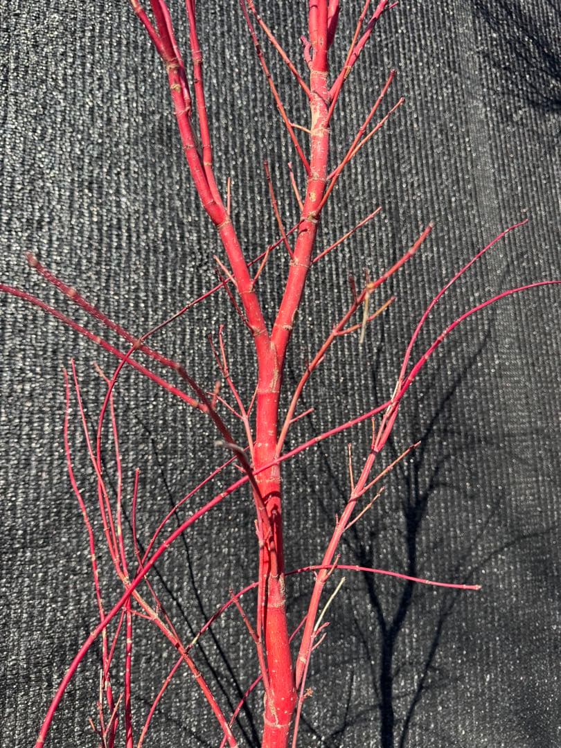 モミジ　サンゴカク　【品番3521】