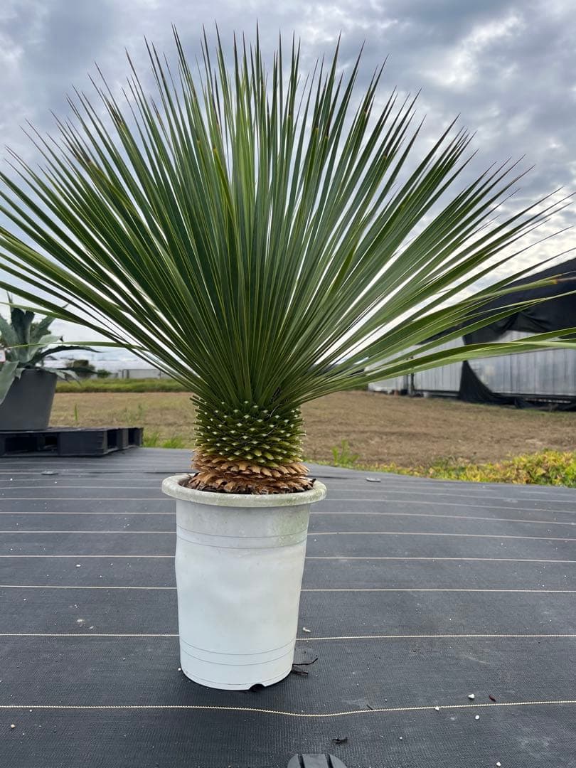 ユッカ　ロストラータ　極太幹　幹上がり　⑩