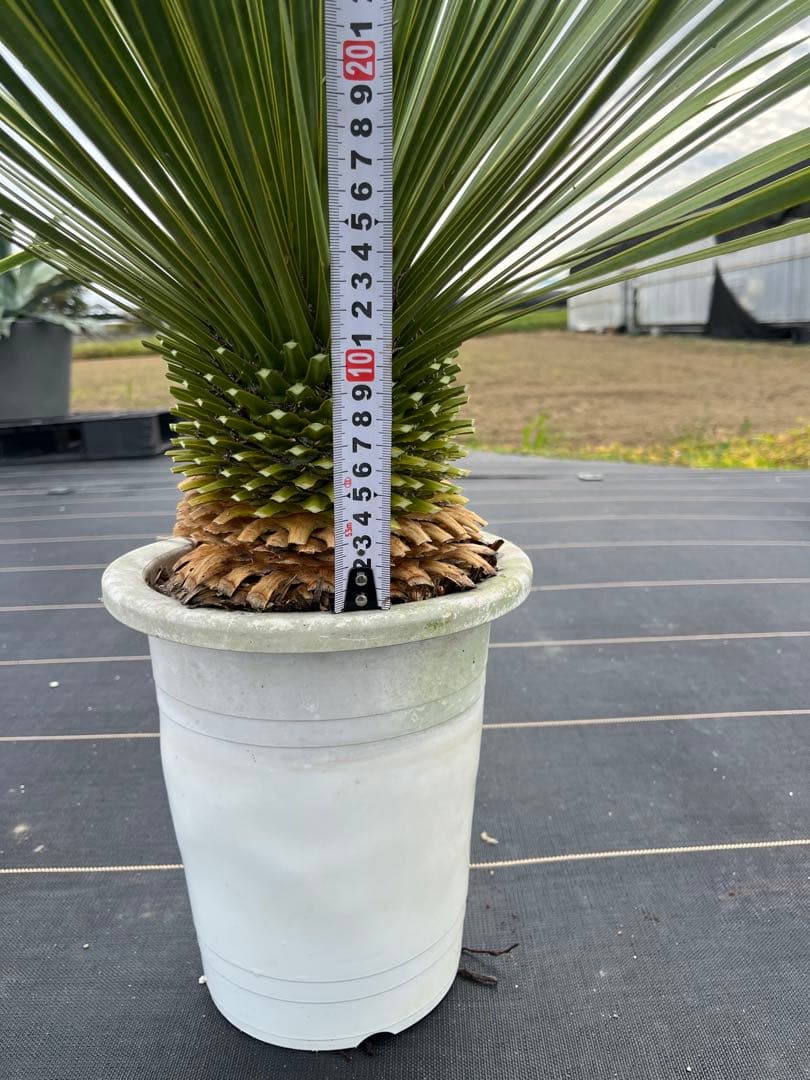 ユッカ　ロストラータ　極太幹　幹上がり　⑩