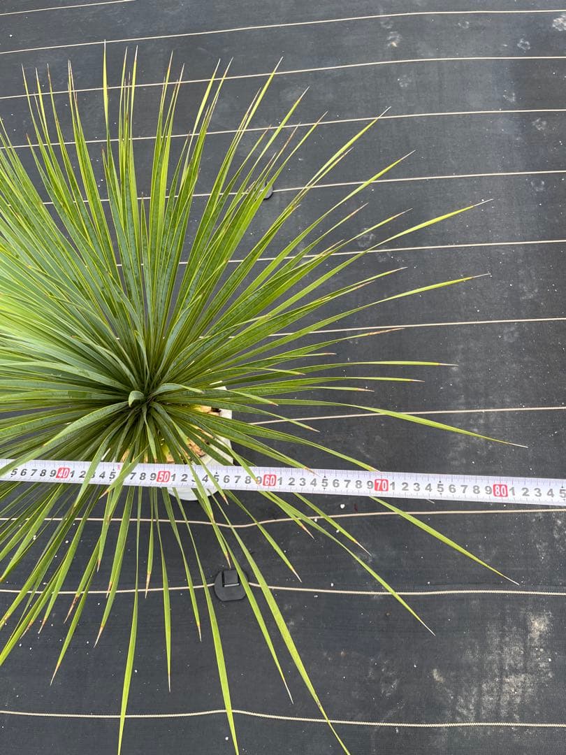 ユッカ　ロストラータ　極太幹　幹上がり　⑩