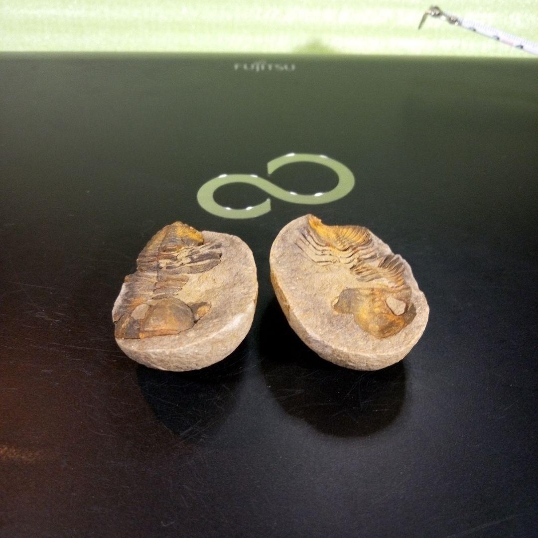 三葉虫　化石　fossil　ボリビア産　trilobite　ノジュール管理⑤