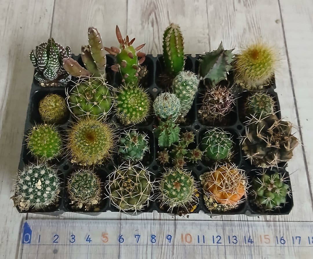 【②】多肉植物　ミニサボテン　抜き苗　24個【ネコポス発送】