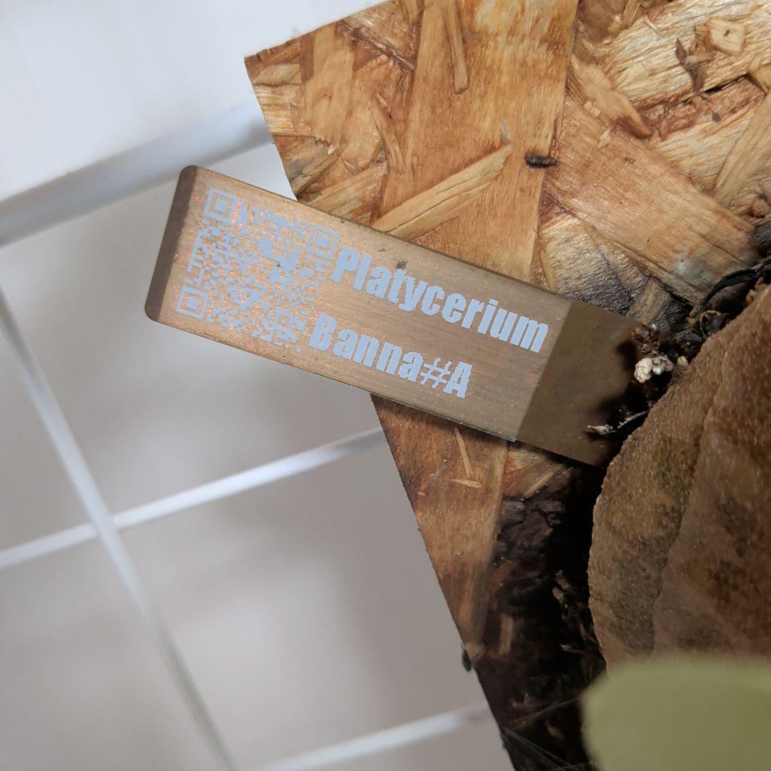 雪月花様　2株セット