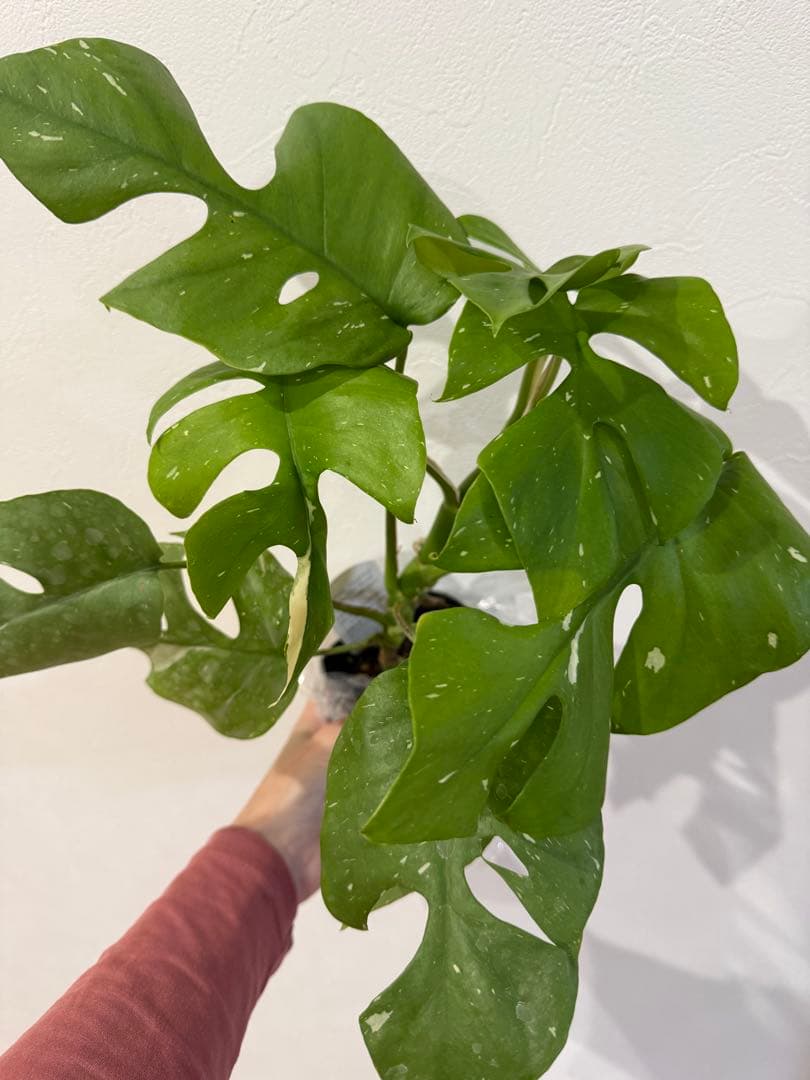 ヒメモンステラ　斑入り