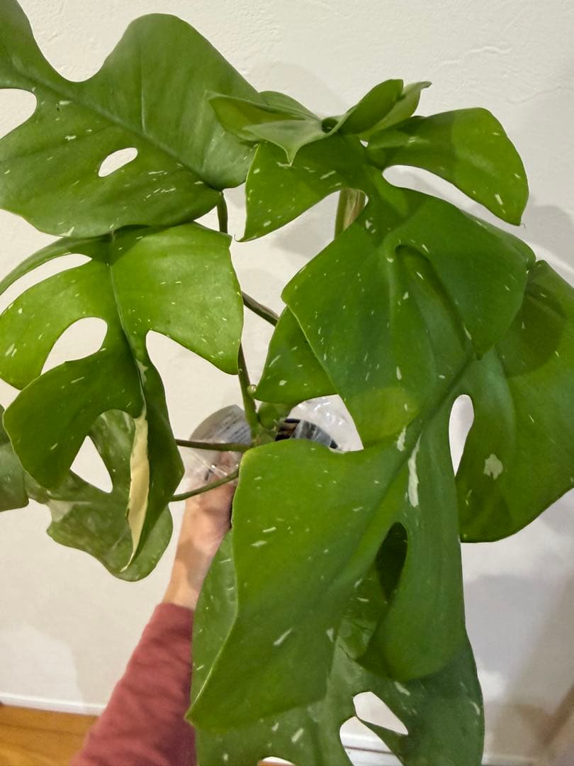 ヒメモンステラ　斑入り