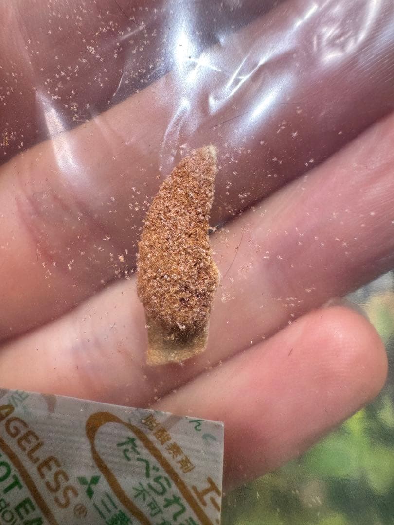 胞子　willinckii cv 伊右衛門　ビカクシダ