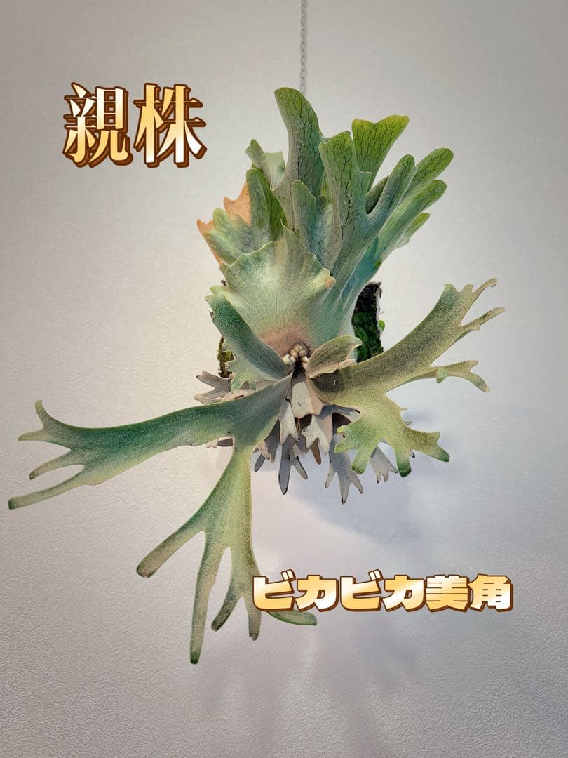 D*O様 ビカクシダP. Aegis OC P. YM x AR ドワーフ特選