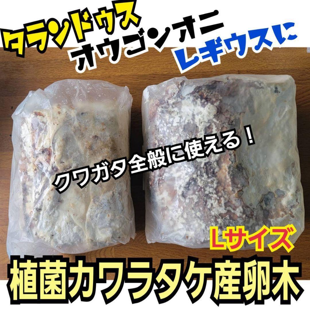 最強のクワガタの産卵木！　カワラ植菌材【4本】特大Lサイズ　カビない！　加水不要