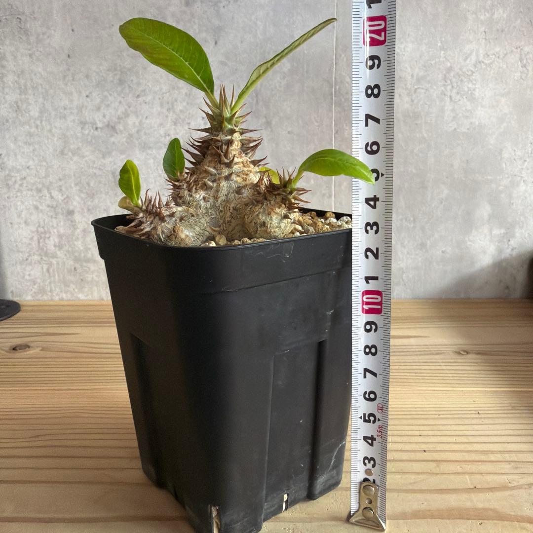 パキポディウムウィンゾリー 国内実生株