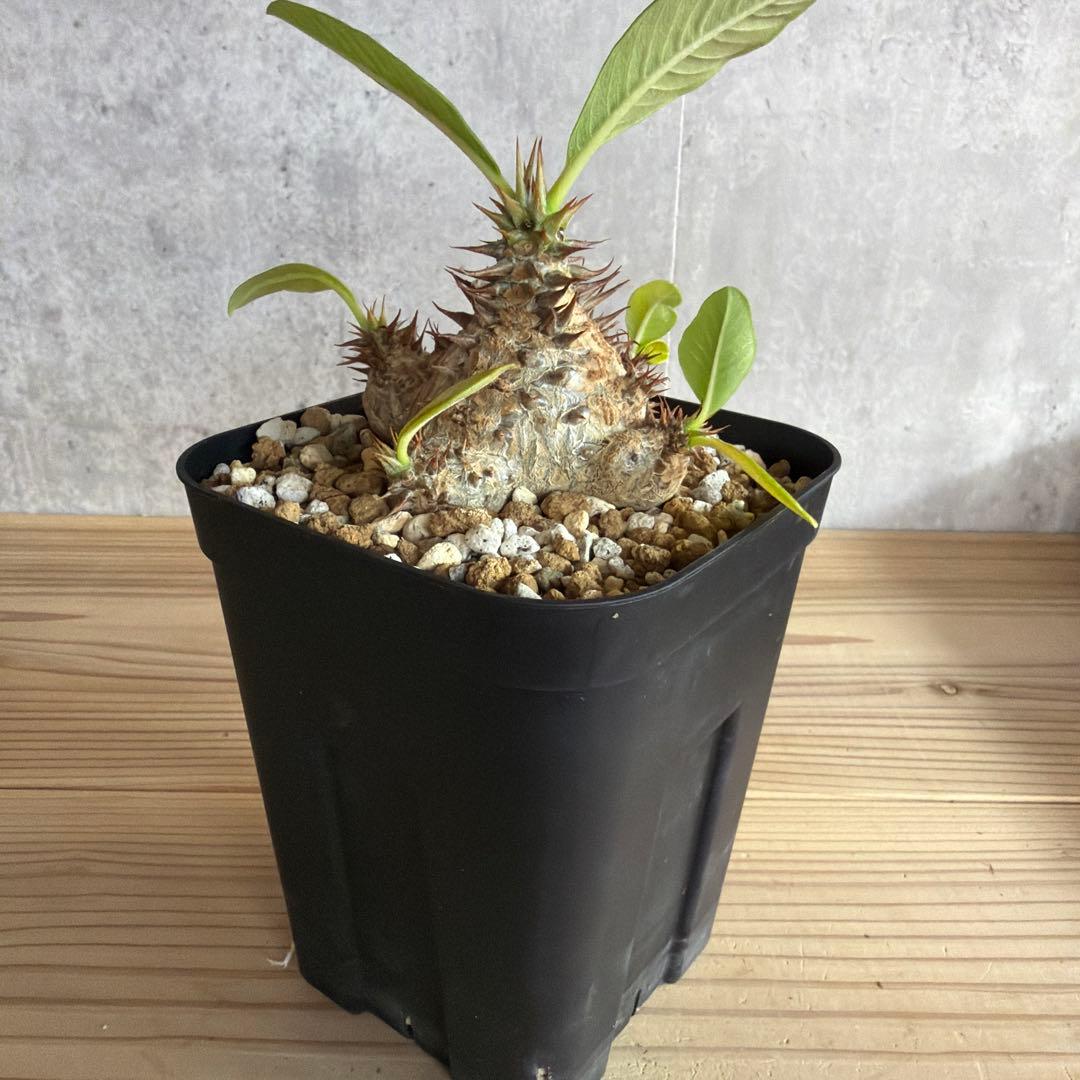 パキポディウムウィンゾリー 国内実生株