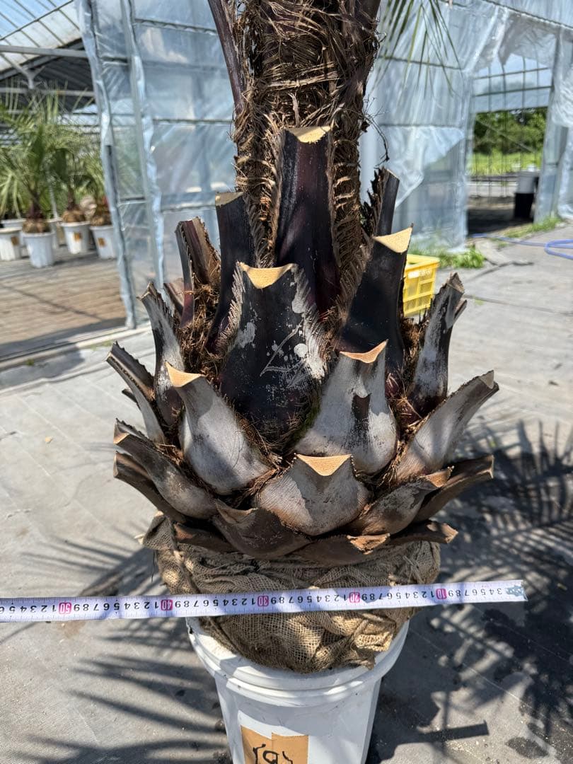 ココスヤシシルバーリーフ 【極太】葉先160cm 幹回り125cm 幹高50cm