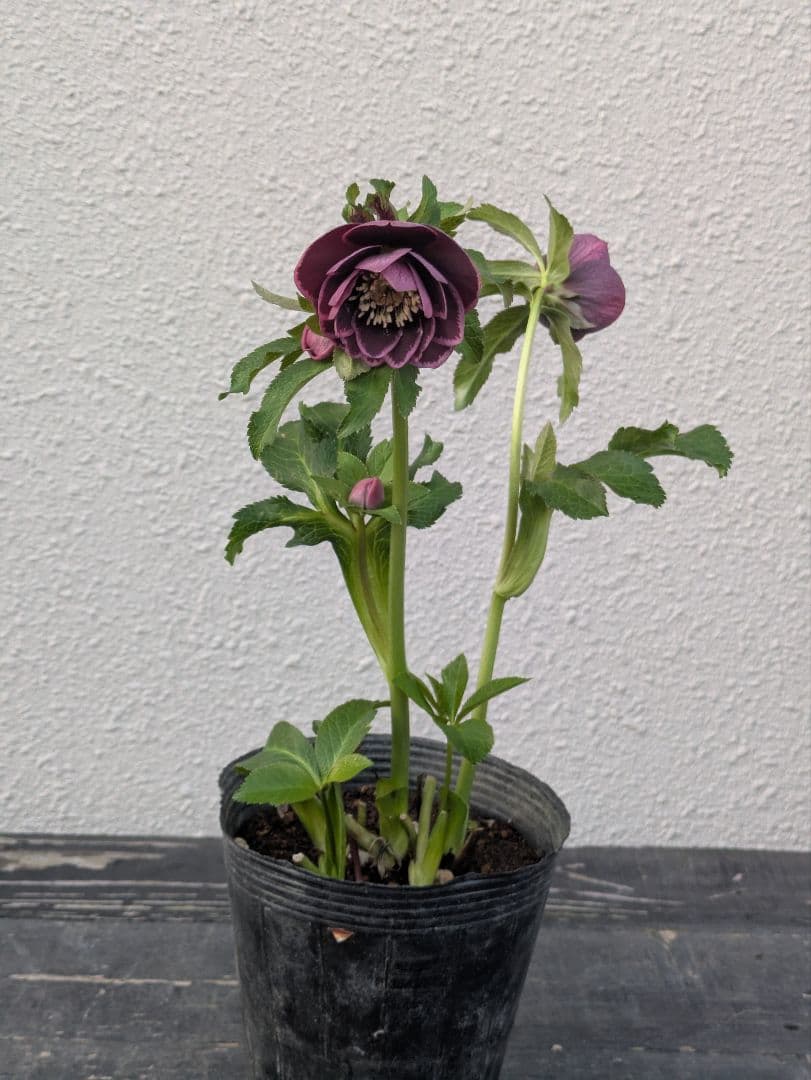 【野田園芸】クリスマスローズ　ダークパープルddベタブロッチ