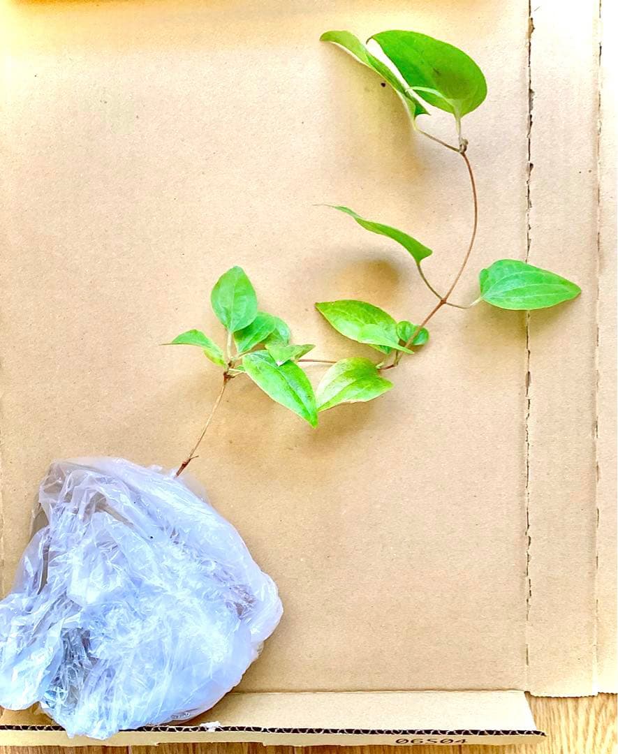 【mihoko様ご確認用】