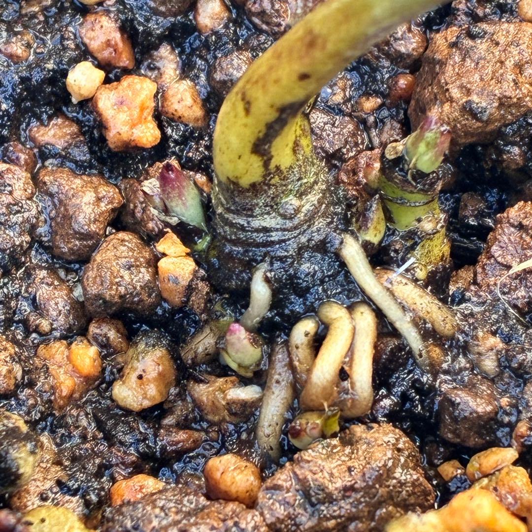 ヒ*イ様 ❤️根パンパン❤️⭐️超⭐️沢山新芽❤️3293⭐️SD⭐️herce