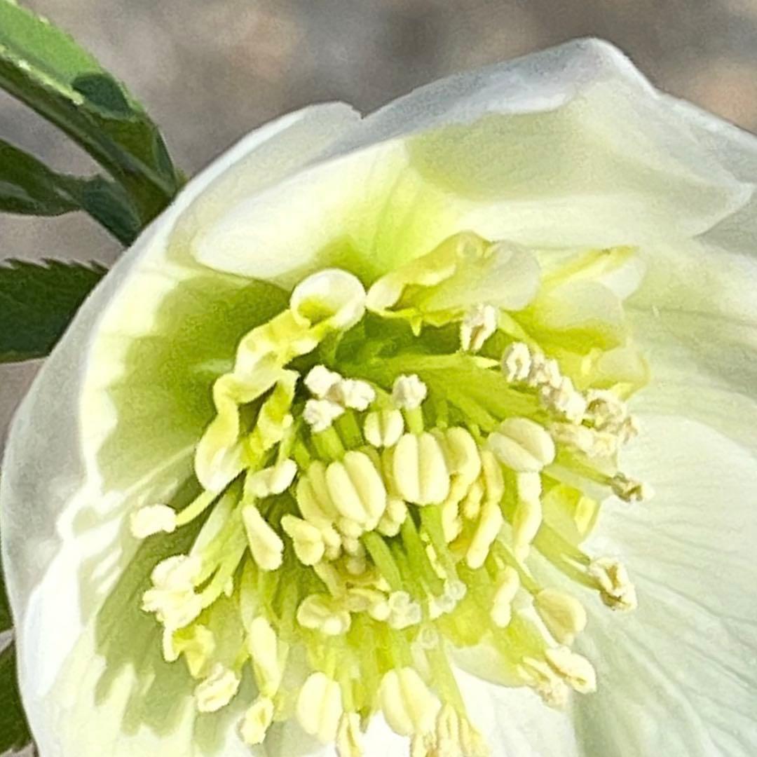 ヒ*イ様 ❤️根パンパン❤️⭐️超⭐️沢山新芽❤️3293⭐️SD⭐️herce