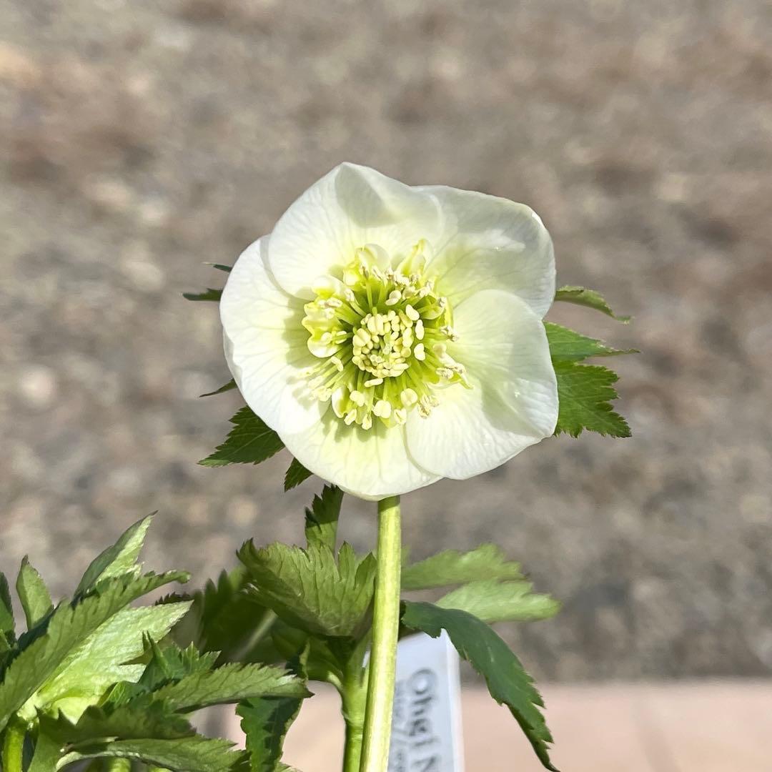 ヒ*イ様 ❤️根パンパン❤️⭐️超⭐️沢山新芽❤️3293⭐️SD⭐️herce