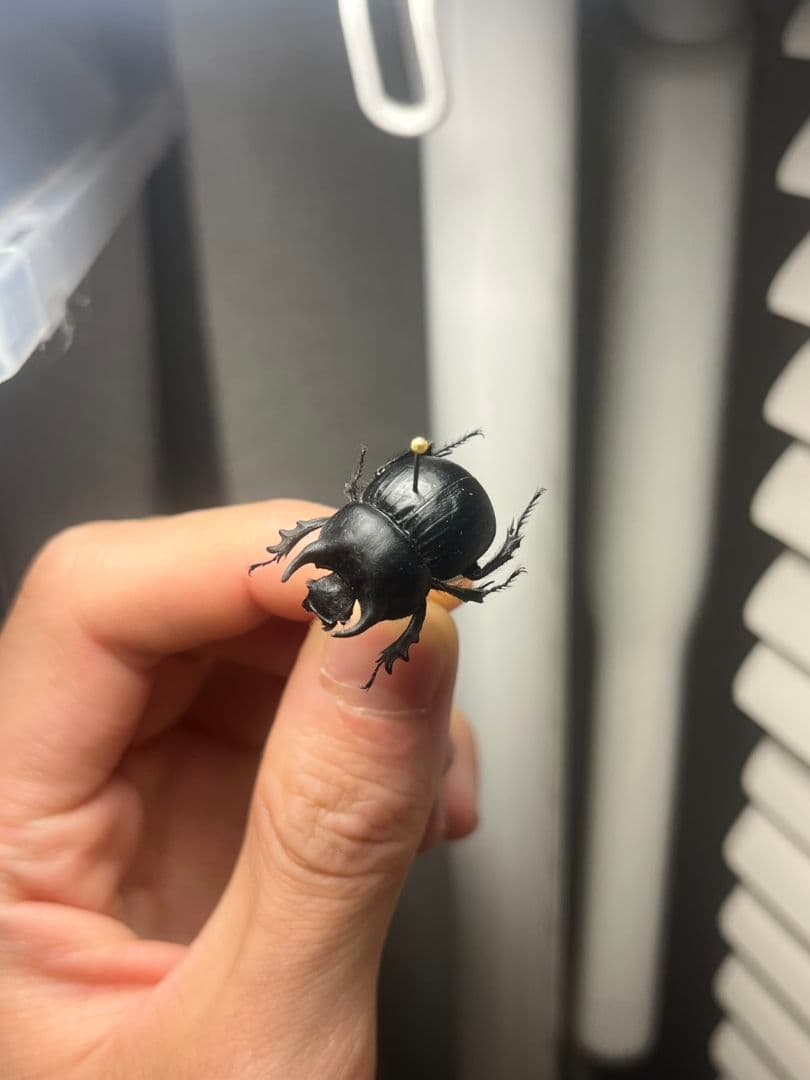 【21mm】Taurocerastes patagonicusセンチコガネフンコ